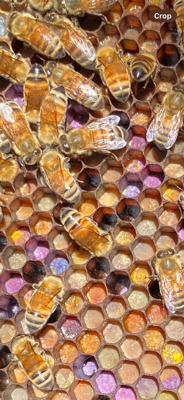 Honeybees on comb filled with pollen in many colours