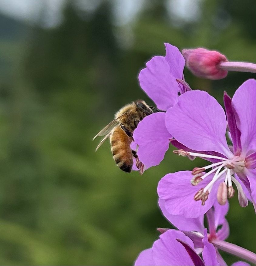 A honeybee landing on a purple fireweed flower