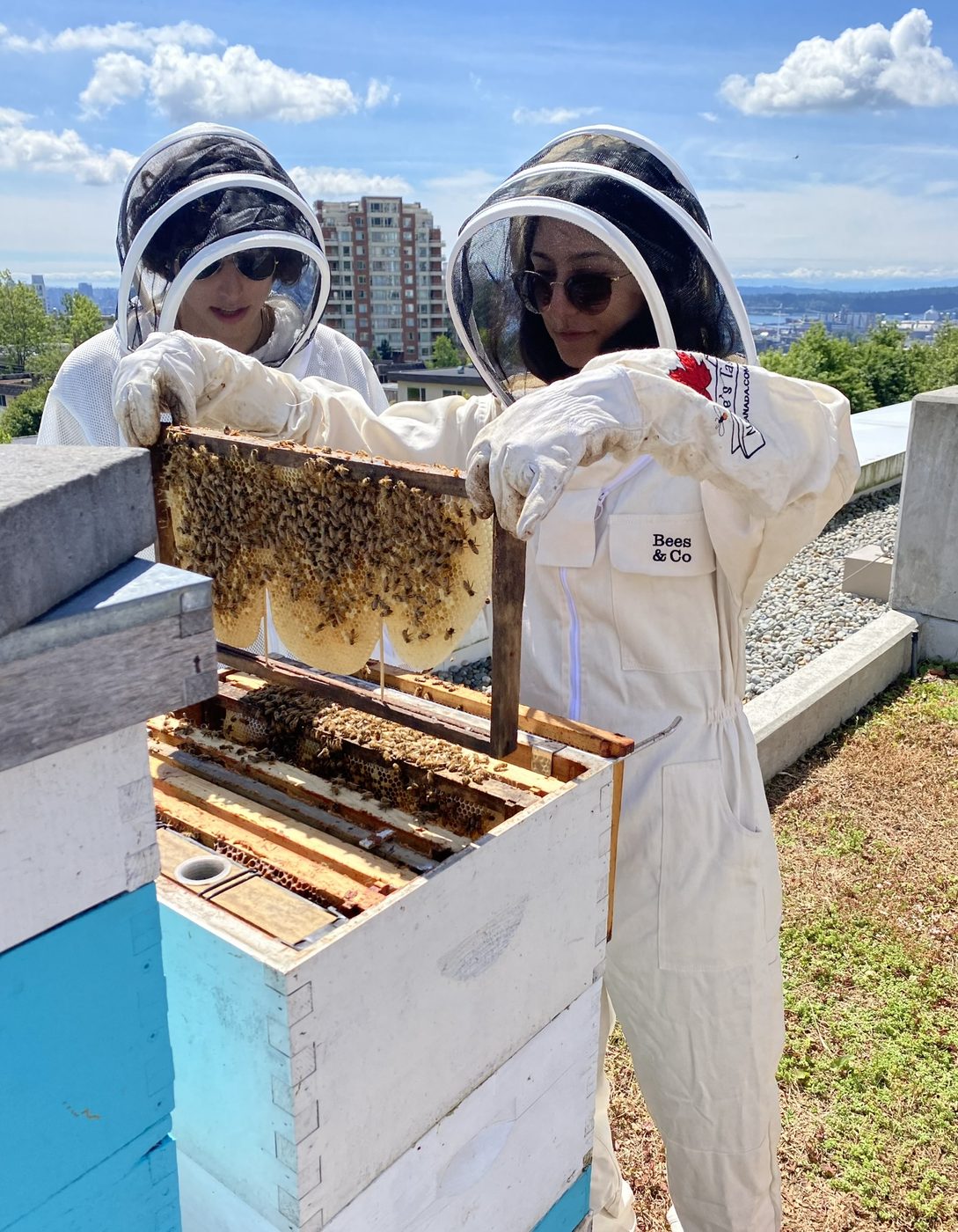 Two beekeepers in protective suits inspecting a frame from a rooftop hive